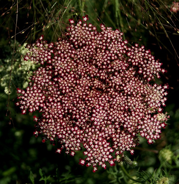 Daucus carota Purple Kisses 100 g